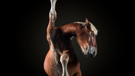 Fotografo Andriaus Burbos įamžinti arkliai iš apačios projekte „Underlook“