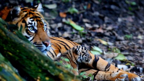 Sumatros tigrė Kirana su jaunikliu