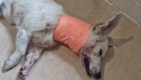 Sužalota Sniegė