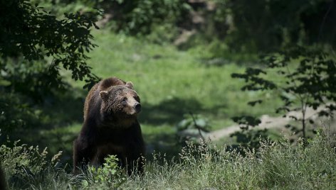 Rumunijoje esančio meškų prieglobsčio gyventojai