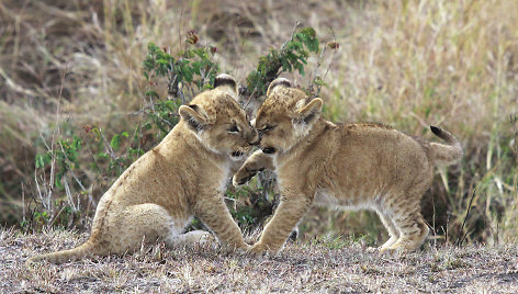 Liūtukai - dvyniai. Tanzanija