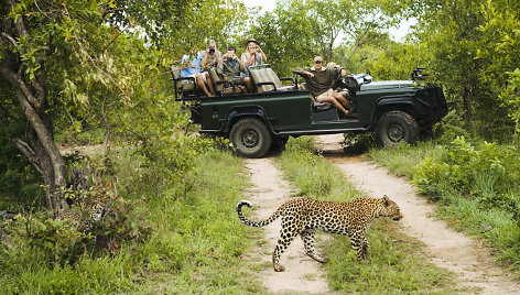 Safaris