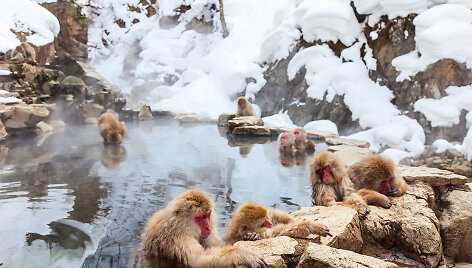 Jigokudani