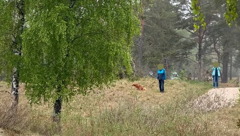 Porelė &scaron;uns i&scaron;matas surinko į mai&scaron;elį ir... numetė į pievą.