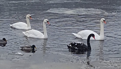 Lietuvoje pastebėta juoda gulbė