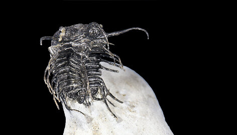 Trilobitas