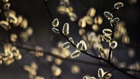 Karklo žiedai