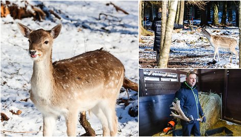 Perlinių danielių parkas Aleksandruvkoje