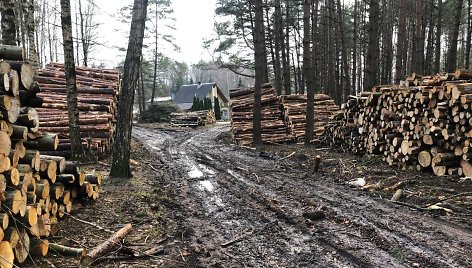 Purvynu virtęs keliukas po miško tvarkymo darbų