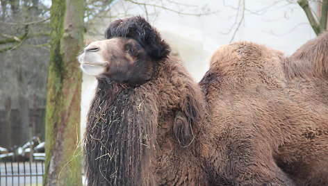 Kupranugaris Lietuvos zoologijos sode 