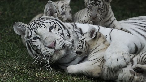 Baltojo tigro jaunikliai žaidžia su mama Peru zoologijos sode