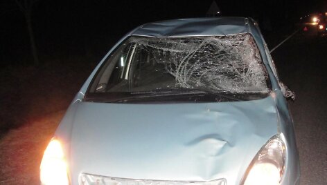 Tel&scaron;ių rajone automobiliui &bdquo;Citroen Xsara Picasso&ldquo; kelią pastojo briedis