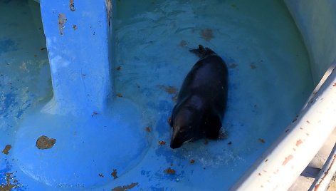 Ruonis Kauno zoologijos sodo tuščiame baseine