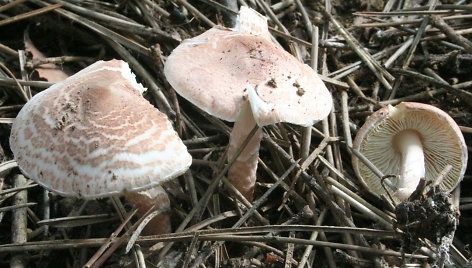 Lepiota brunneoincarnata