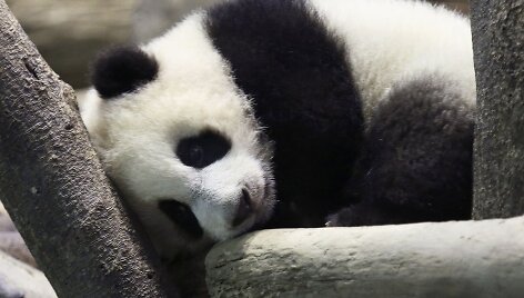 Panda Juan Zai traukia turistus i&scaron; viso pasaulio