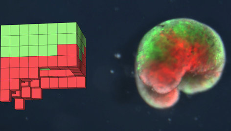 Kompiuteriu sukurtas sintetinis organizmas, pavadinimu Ksenobotas. Kairėje: kompiuterinės paieškos metodu simuliacijos metu atrastas dizainas. Dešinėje: įdiegtas fizinis organizmas, sukurtas tik iš biologinių audinių (varlės odos (žalia spalva) ir širdies raumens (raudona spalva)).