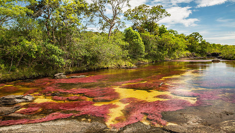 Tarsi kitoje planetoje: vaivorykštės spalvų upė Kolumbijoje