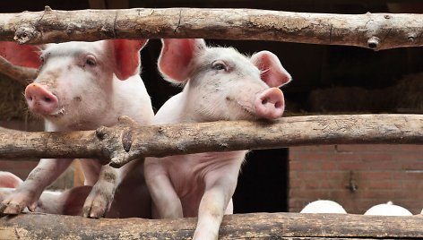 Kiaulių laikytojams – kompensacijos už priemones, saugančias nuo užkrečiamųjų ligų