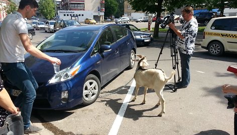 Ožys prirakintas prie automobilio