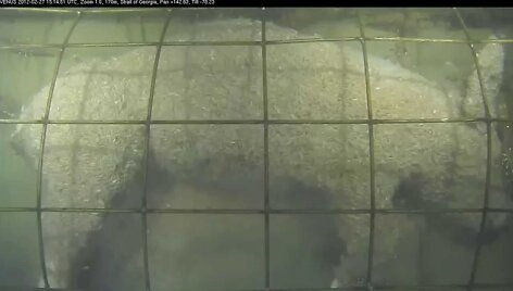 caged-pig-forensic-experiment-in-the-ocean