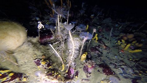 rare-glimpse-into-antarctic-underwater-world