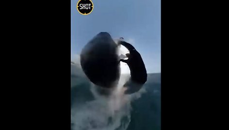 Banglentininkas „GoPro“ kamera užfiksavo susidūrimą su banginiu
