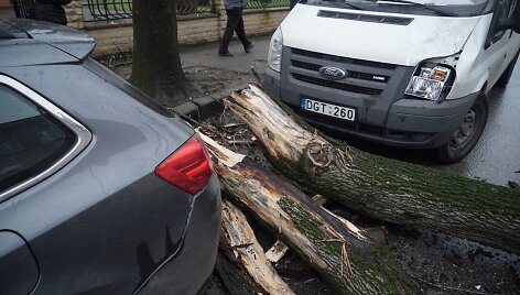Klaipėdoje ant automobilio užvirto medis
