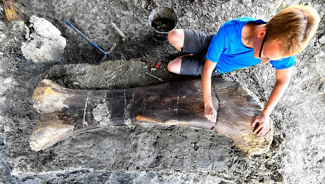 Prancūzijoje rastas dinozauro sauropodo &scaron;launikaulis