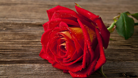 Raudona rožė