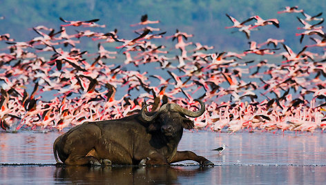 Bisonas Nakuru ežero nacionaliniame parke