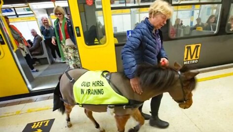 Ponis vedlys Digby