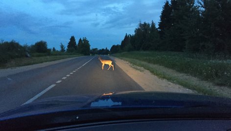 Laukinis gyvūnas ant kelio