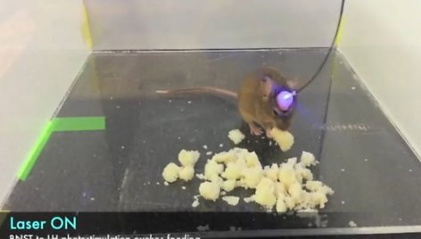 Įjungus lazerį pelė puola valgyti, nors jau yra persisotinusi