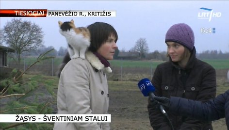 Katė tiesioginiame LRT eteryje sukėlė daug juoko