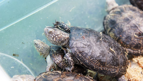 Baliniai vėžliai – iš Lietuvos zoologijos sodo į gamtą