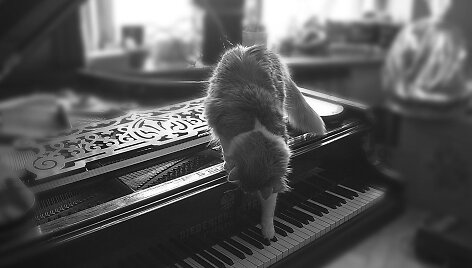 Katinas ir pianinas