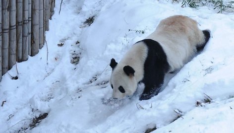 Didžioji panda