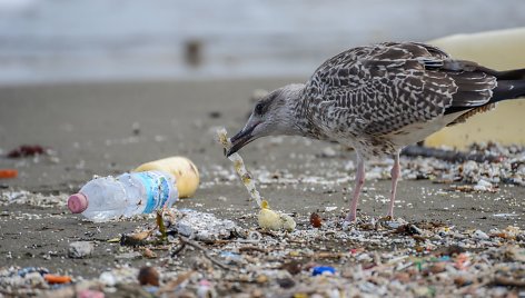 Kirai, žuvėdros neretai prisilesa plastiko. Tačiau ančių snapai yra labai jautrūs, todėl mokslininkai stebisi, kaip jos plastiko neatpažįsta