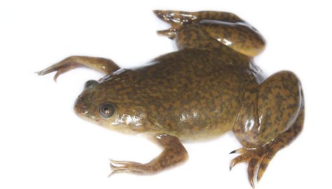 Afrikos varlė Xenopus laevis