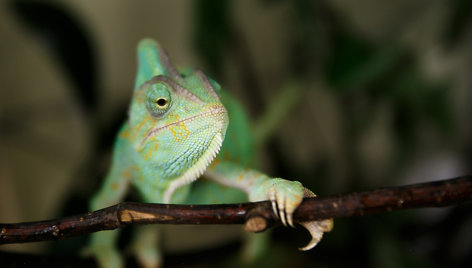 Jemeno chameleonas papildė zoologijos sodo eksponatų sąrašą