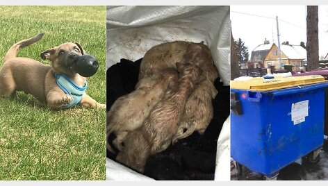 &Scaron;iandien visi &scaron;e&scaron;i &scaron;uniukai jau yra paaugę ir sustiprėję, jie turi naujus, rūpestingus &scaron;eimininkus.