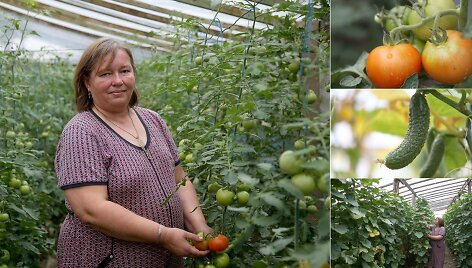 &Scaron;ventybrastyje agurkus ir pomidorus drauge su vyru auginanti kra&scaron;tietė Inga Ivanova džiaugiasi, kad &scaron;iais metais ūkis nenukentėjo nuo tropinio tipo orų. 