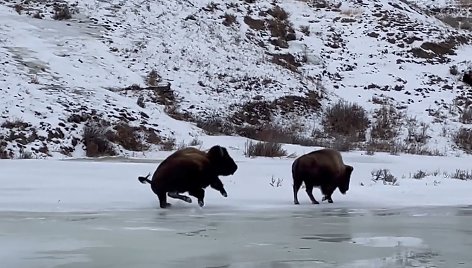 Nufilmuotas paslydęs ir ledu čiuožiantis gremėzdiškas bizonas
