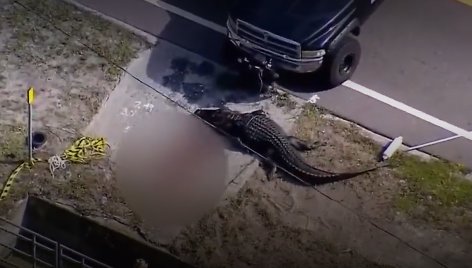 Floridoje moterį prarijęs aligatorius