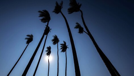 Palmės