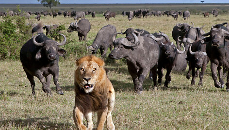 Safaris Kenijoje