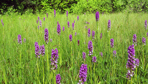 Orchidėjų pelkė vasaros metu
