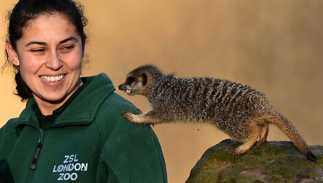 Kasmetinis gyvūnų sura&scaron;ymas Londono zoologijos sode
