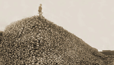 1870 metais medžiotojas stovi ant bizonų kaukolių kalno