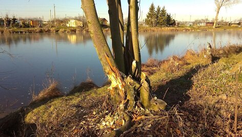 Vieną dieną bebrai taip pasidarbavo, kad griuvo daugybė &scaron;alia Koliupės tvenkinio esančių medžių